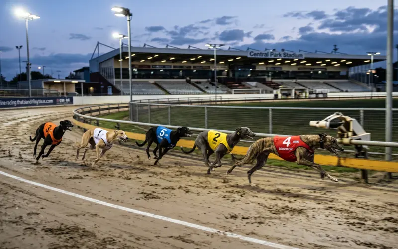 greyhound racing New Zealand
